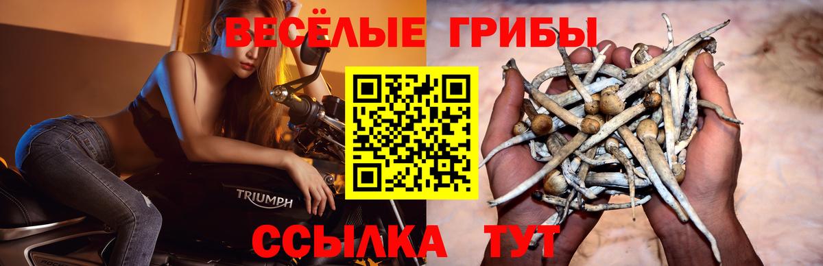 Галлюциногенные грибы MAGIC MUSHROOMS Камень-на-Оби
